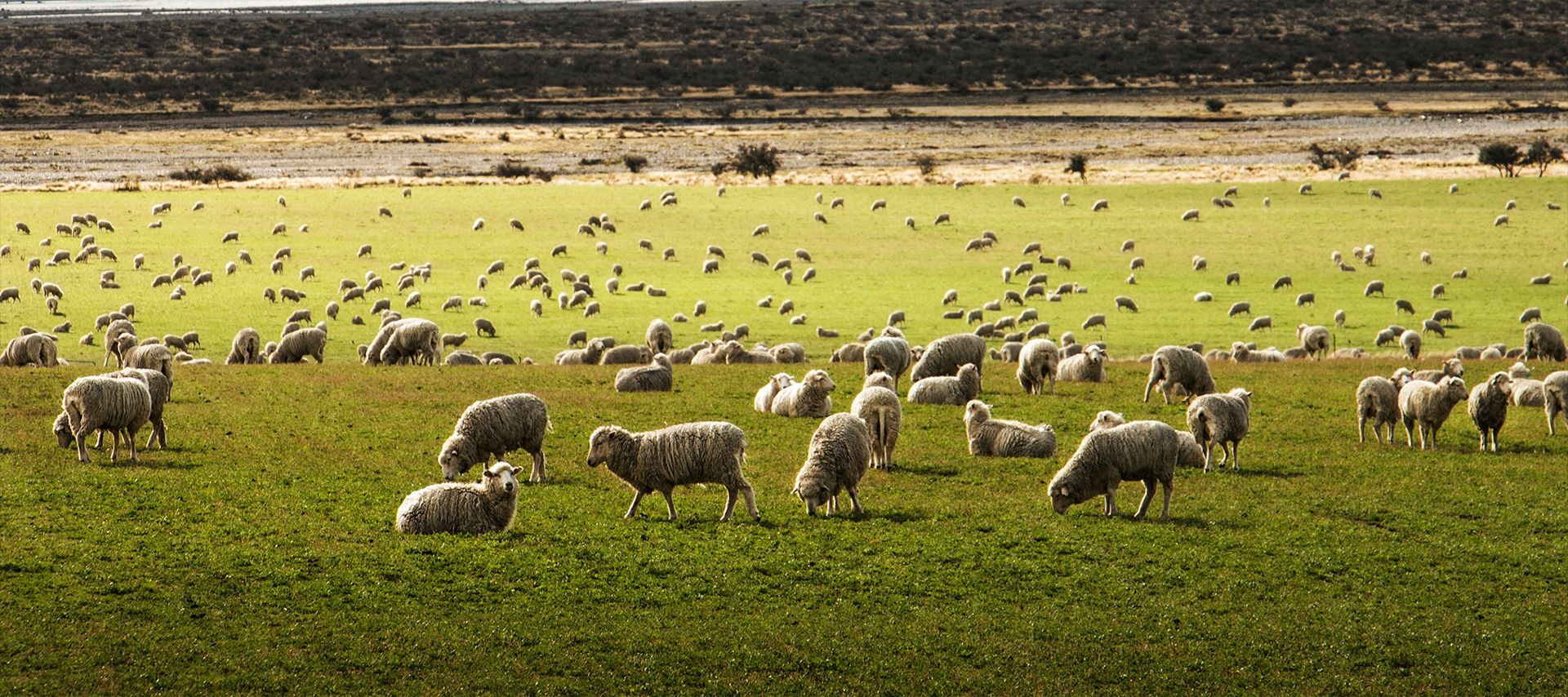 California Organic Farms - Del Rey farms